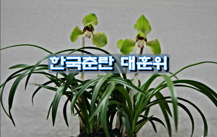 한국춘란 대훈위 한국춘란 대훈위