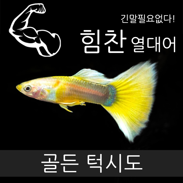 가성비 좋은 [힘찬]대용량핫팩 보온포장무료! 골든턱시도 구피 [ 숫5 암5], 1개 ···