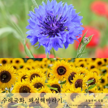  수레국화와 왜성해바라기 육묘트레이에 파종부터 발아까지