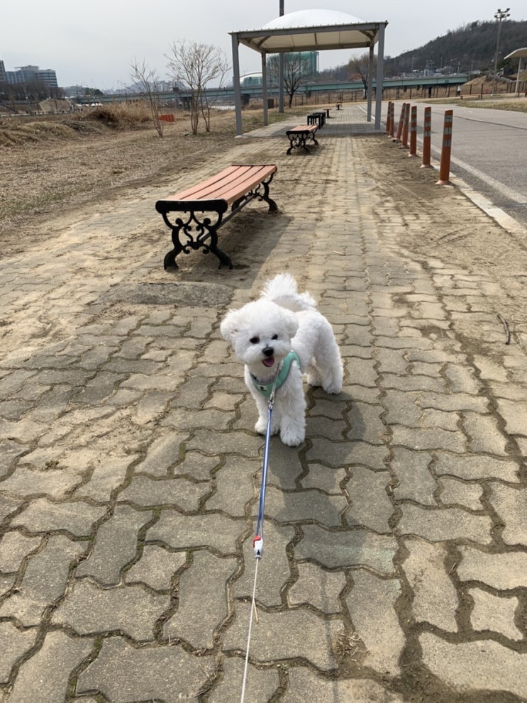  여유로운 휴일 일상(ft. 강아지와 동네 산책)