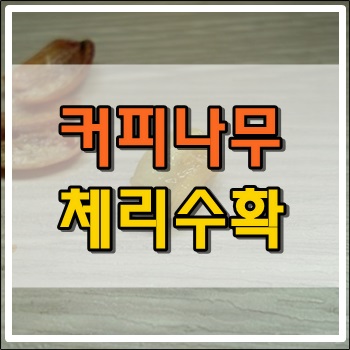 커피나무 첫 체리수확했습니다.