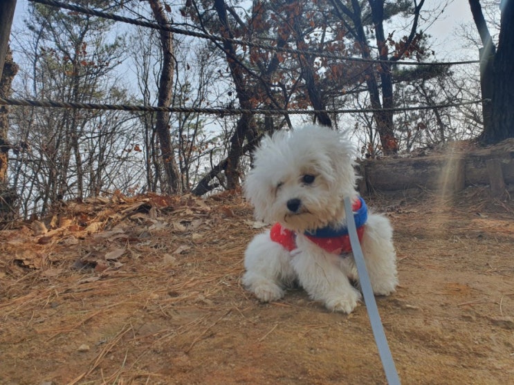  강아지 산책 _ 봉제산 둘레길