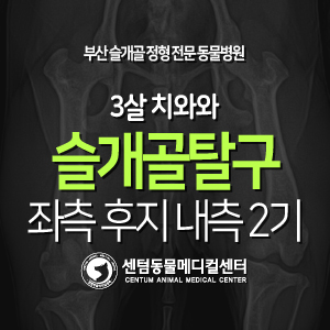  [슬개골 탈구 수술 증례] 3살 / 치와와 / 좌측 후지 내측 2기 (부산 수의외과박사가 수술하는 동물병원, 센텀동물메디컬센터)