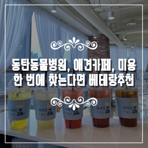  동탄동물병원, 애견카페, 미용, 놀이터 찾는다면 복합센터 베테랑 강력추천