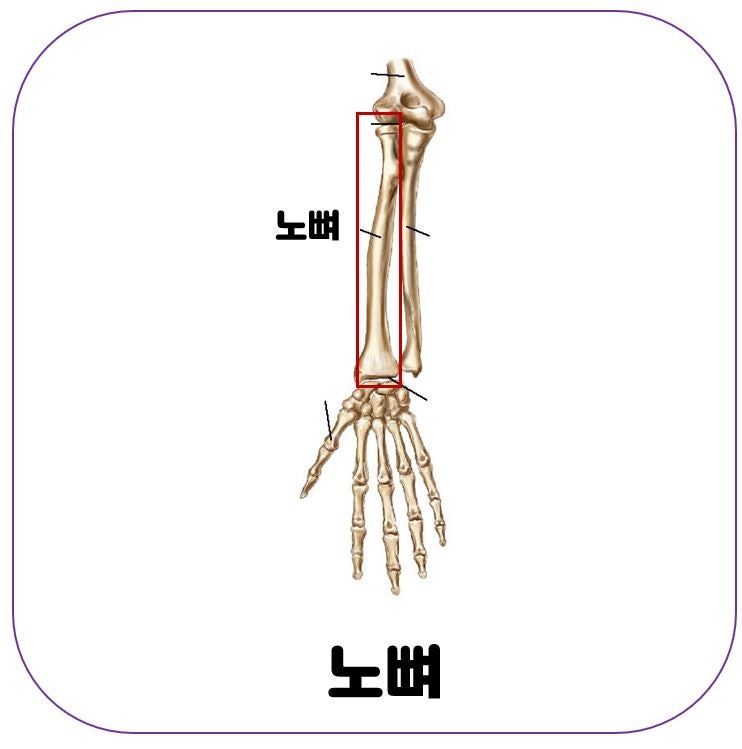 [인체해부학] 팔뼈 (2): 위팔뼈, 아래팔뼈(노뼈, 자뼈) : 네이버 블로그