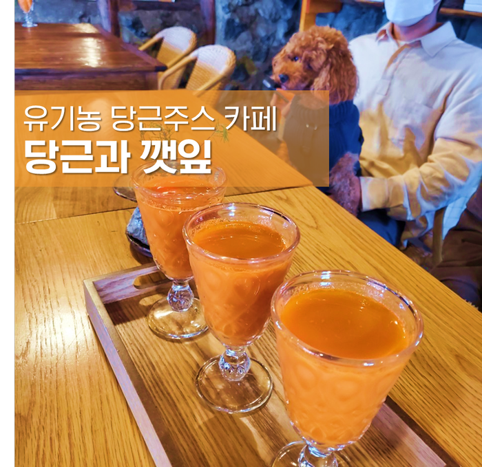  구좌당근주스 당근과깻잎 : 당근체험 가능한 제주감성 카페 (애견동반)