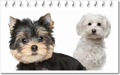  몰키(Morkie)의 분양가격 및 품종에 대해서