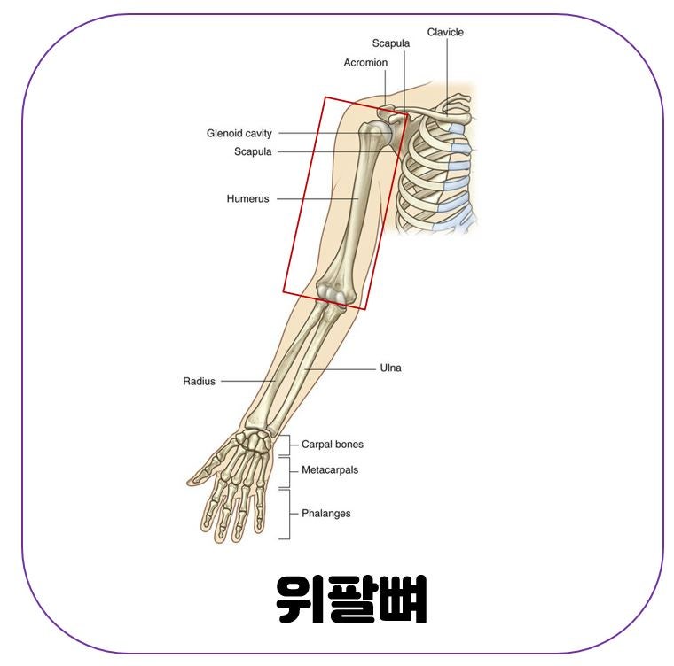 [인체해부학] 팔뼈 (2): 위팔뼈, 아래팔뼈(노뼈, 자뼈) : 네이버 블로그