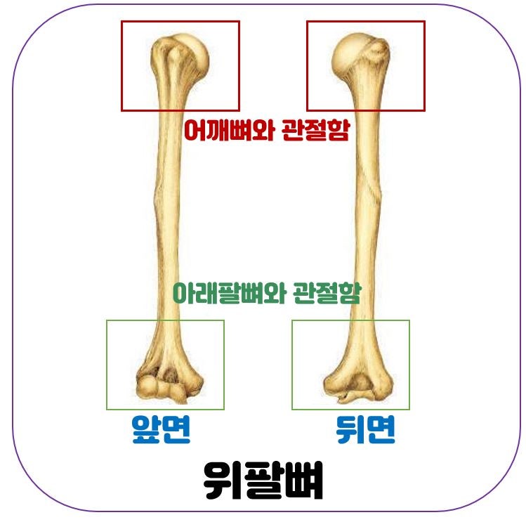 [인체해부학] 팔뼈 (2): 위팔뼈, 아래팔뼈(노뼈, 자뼈) : 네이버 블로그
