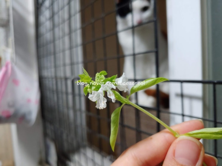  새하얀 바질꽃이 피었어요