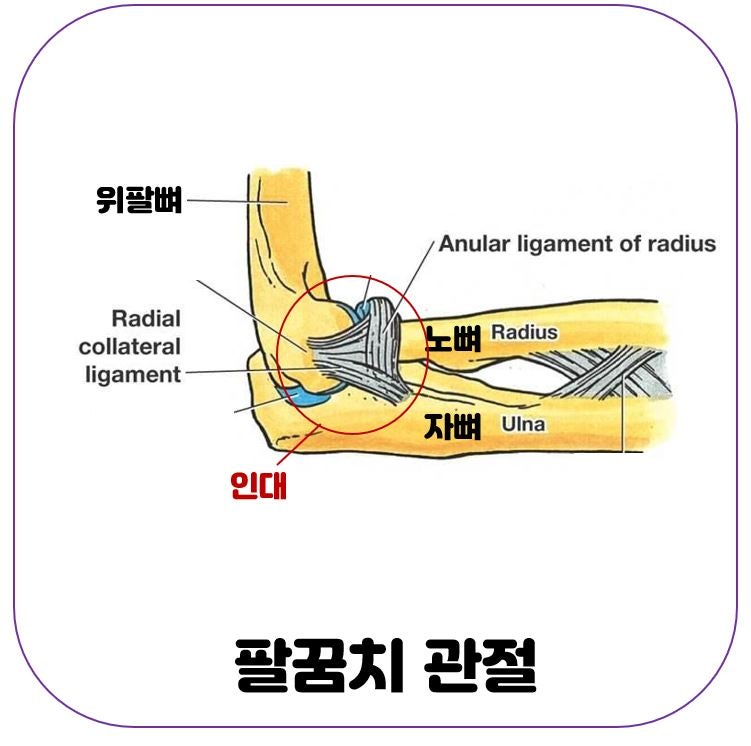 [인체해부학] 팔뼈 (2): 위팔뼈, 아래팔뼈(노뼈, 자뼈) : 네이버 블로그