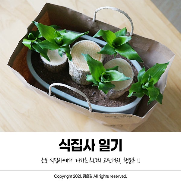 초보 식집사의 요즘 고민거리 :: 행운목 초보 식집사의 요즘 고민거리 :: 행운목