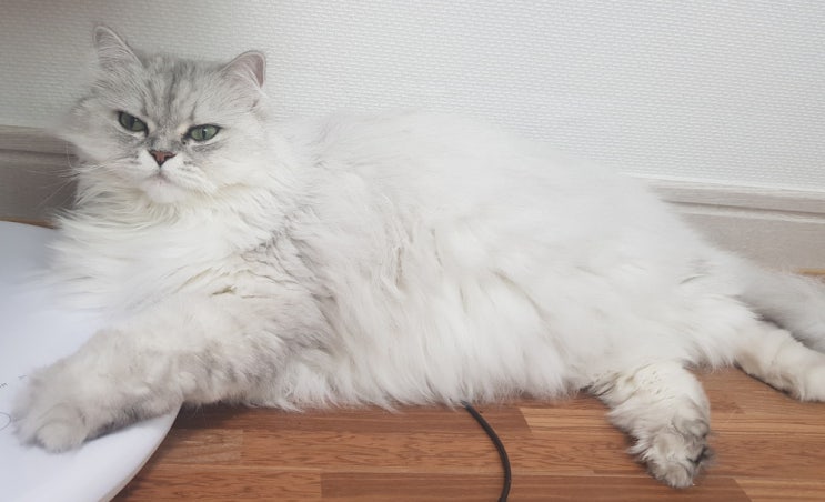  고양이 톡소플라즈마 증상과 검사법 및 예방방법