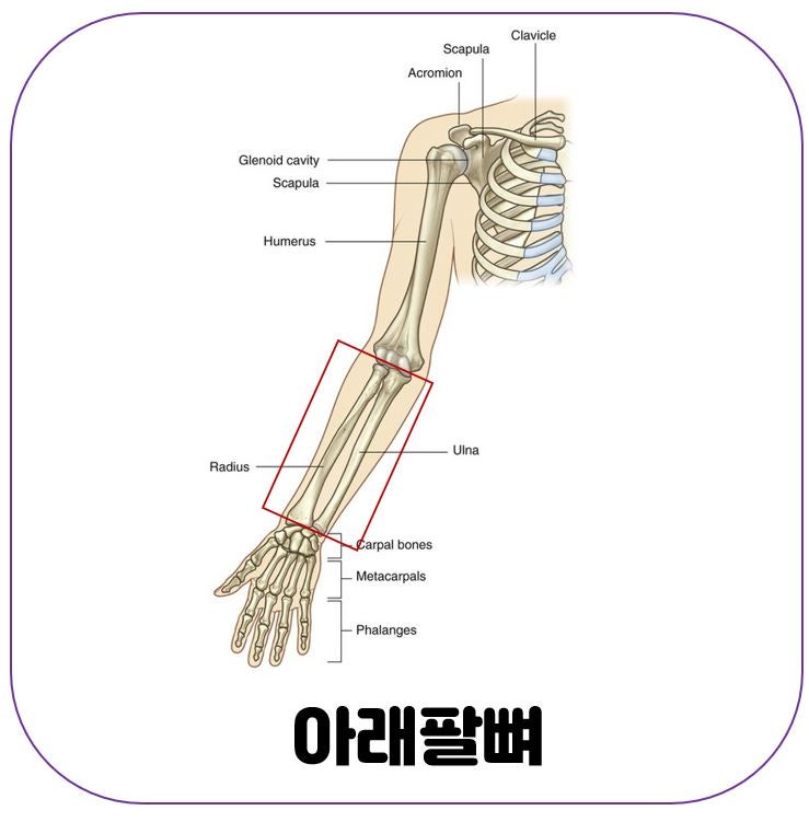[인체해부학] 팔뼈 (2): 위팔뼈, 아래팔뼈(노뼈, 자뼈) : 네이버 블로그
