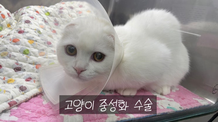 암컷 수컷 고양이 중성화 수술 시기, 과정 - 송파구 라온펫동물병원