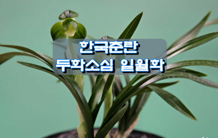 한국춘란 두화소심 일월화 한국춘란 두화소심 일월화