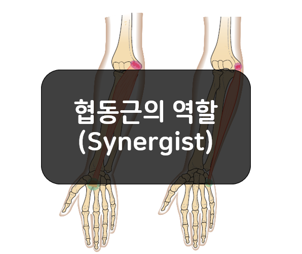  협동근(Synergist)의 역할에 대해 알아보자!!