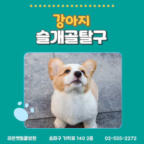  [강아지 슬개골 탈구 수술이란?] 슬개골탈구 수술 전문 라온펫 동물병원