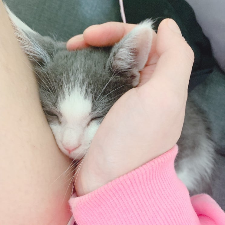  내 껌딱지 우리 애쉬 고양이 일상