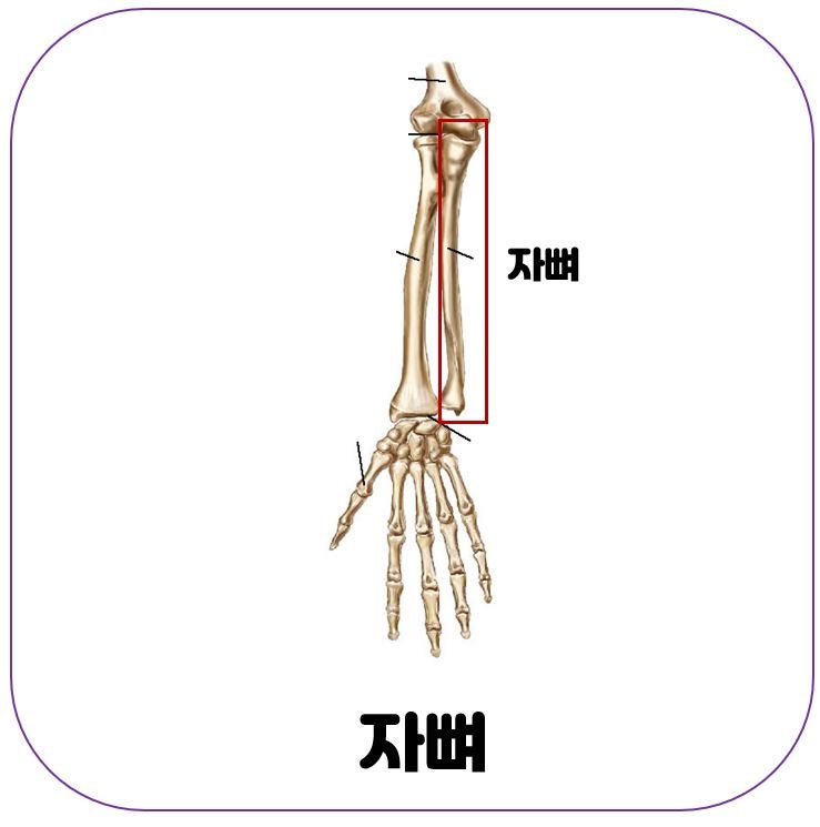 [인체해부학] 팔뼈 (2): 위팔뼈, 아래팔뼈(노뼈, 자뼈) : 네이버 블로그