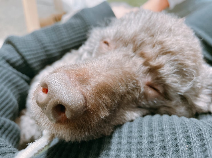  [일본생활]강아지도 나도 기압병/강아지 추간판헤르니아/밑반찬 만들기/깻잎 오래보관하는 방법