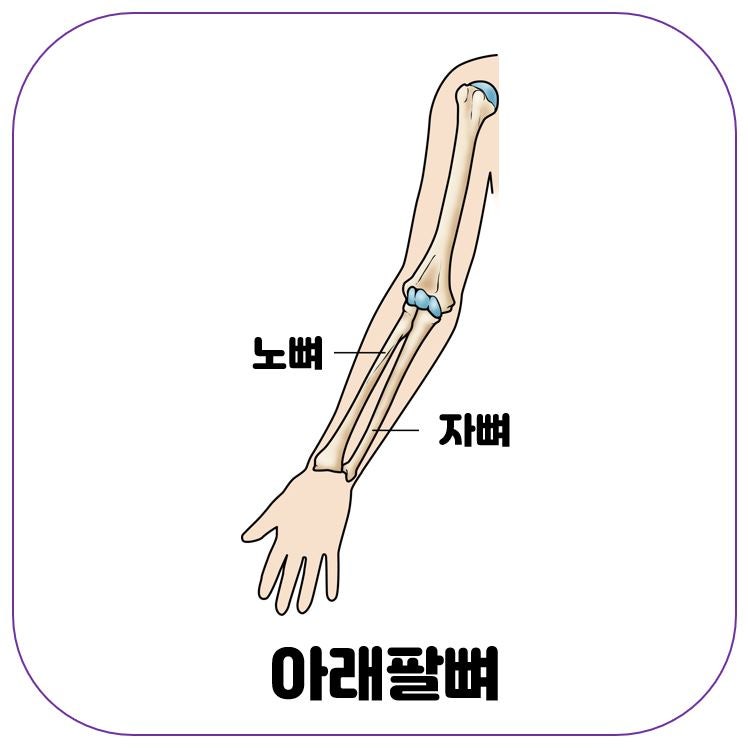 [인체해부학] 팔뼈 (2): 위팔뼈, 아래팔뼈(노뼈, 자뼈) : 네이버 블로그