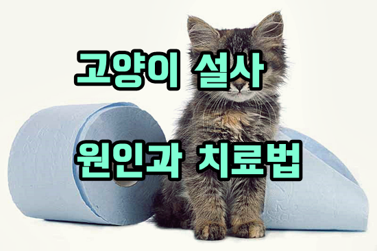  고양이 설사 문제의 해답을 찾다!