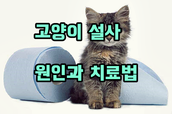 고양이 설사 문제의 해답을 찾다!