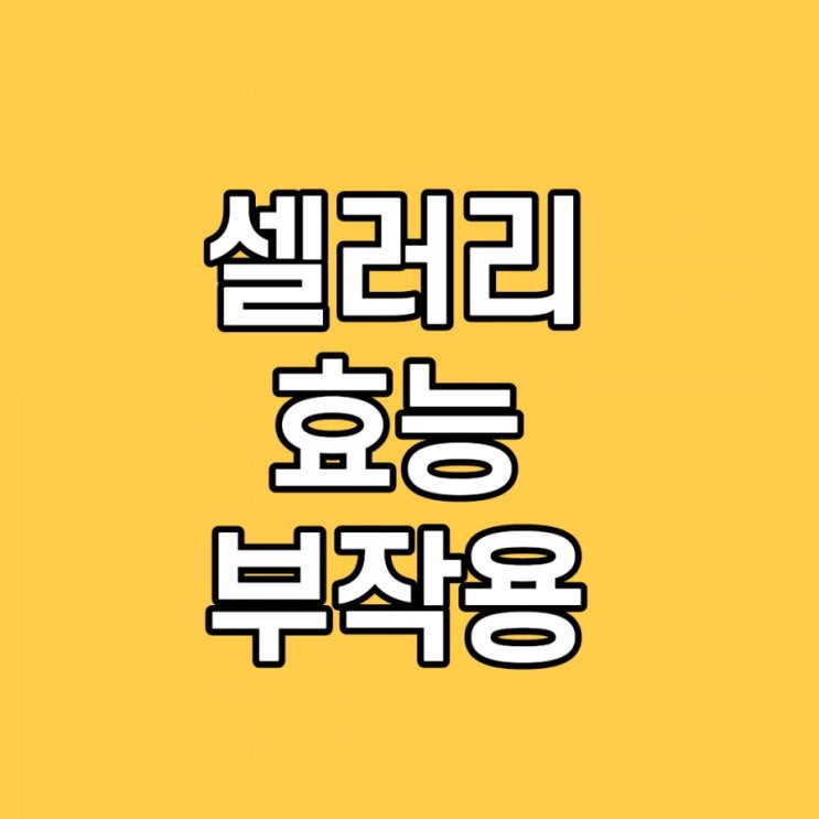  셀러리 효능, 보관, 칼로리, 부작용 이것만 보시면 돼요.