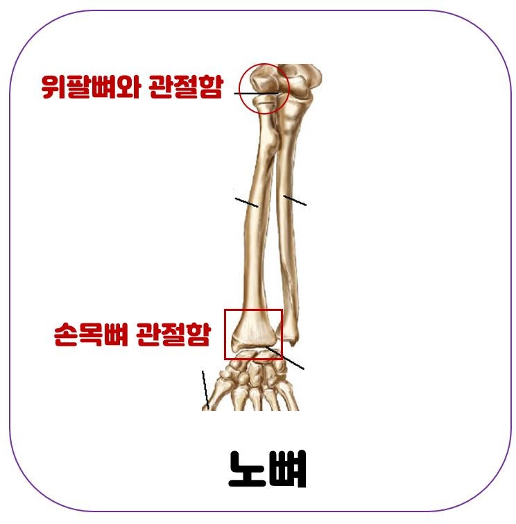[인체해부학] 팔뼈 (2): 위팔뼈, 아래팔뼈(노뼈, 자뼈) : 네이버 블로그