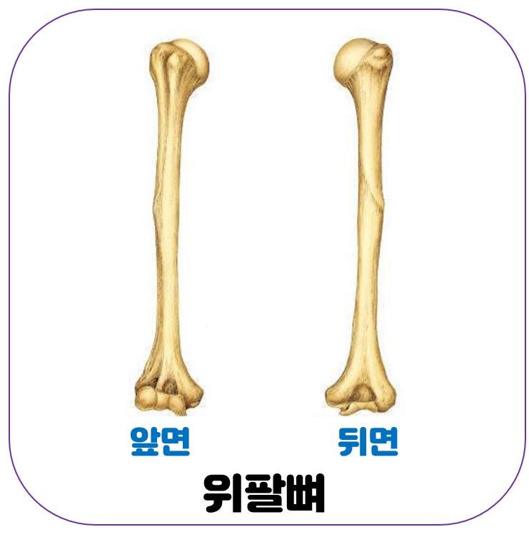 [인체해부학] 팔뼈 (2): 위팔뼈, 아래팔뼈(노뼈, 자뼈) : 네이버 블로그