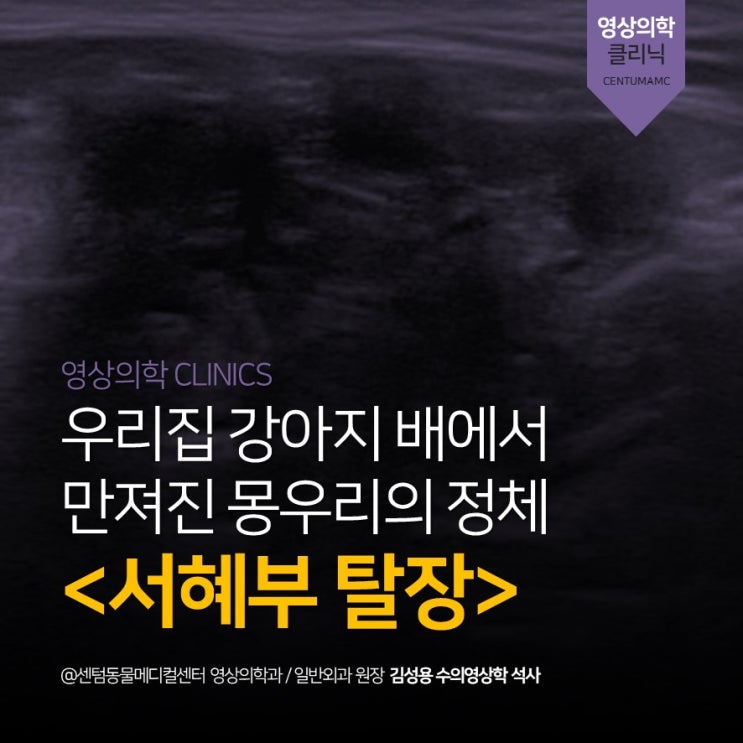  10살 강아지 배에 만져지는 몽우리 <서혜부 탈장> (부산 엑스레이 초음파 전문 동물병원, 센텀동물메디컬센터)