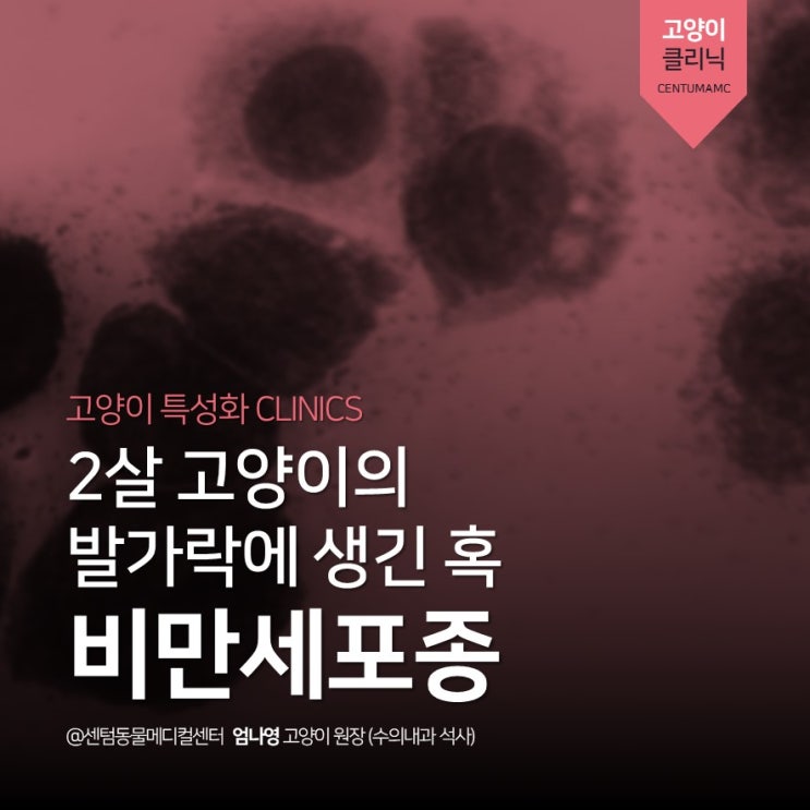  [부산고양이친화병원 골드] 발가락에 생긴 혹 <고양이 비만세포종> (센텀동물메디컬센터 피부종양 진단 치료 동물병원)