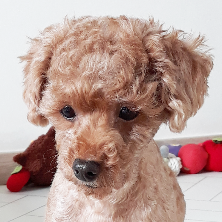  강아지털에 양보하지 않고 먹여보았다
