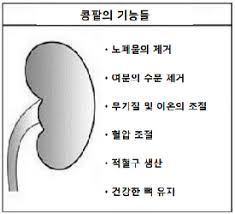 간호학 신장콩팥구조기능역할 노폐물배출 사구체여과 전해질조절 세뇨관재흡수 간호학 신장콩팥구조기능역할 노폐물배출 사구체여과 전해질조절 세뇨관재흡수
