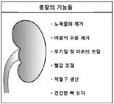 간호학 신장콩팥구조기능역할 노폐물배출 사구체여과 전해질조절 세뇨관재흡수