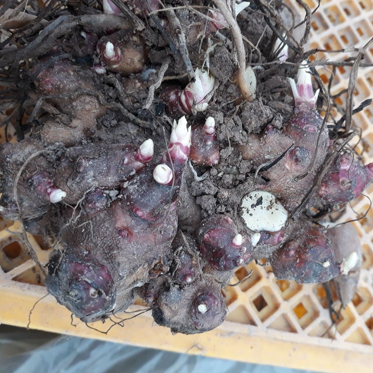 인기있는 야콘 명인의 야콘 종자 모종 관아 야콘종자 1kg ··· 인기있는 야콘 명인의 야콘 종자 모종 관아 야콘종자 1kg ···