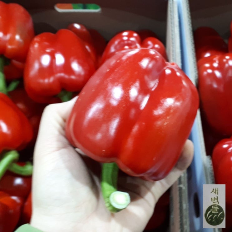 인지도 있는 새벽들 파프리카 특품XL사이즈(1kg 3kg 5kg), 1box, 1kg빨강 좋아요 인지도 있는 새벽들 파프리카 특품XL사이즈(1kg 3kg 5kg), 1box, 1kg빨강 좋아요