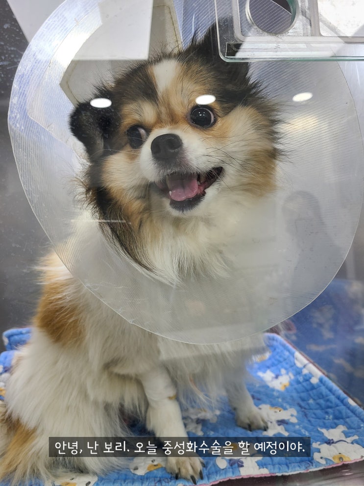  송파구 동물병원 소형견 중형견 강아지 중성화 비용
