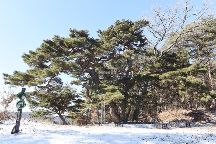 천년의 숲길에서 만난 소나무에게 배우는 인생학...아산 송악면 강장리 소나무 천년의 숲길에서 만난 소나무에게 배우는 인생학...아산 송악면 강장리 소나무