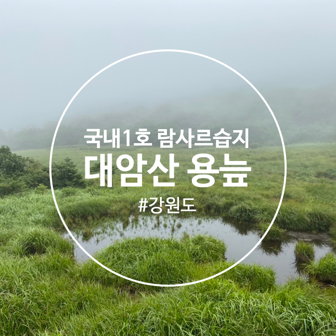  [강원도 인제] 우리나라 1호 람사조약 습지, 대암산 용늪 등산 후기