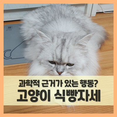  고양이 식빵 자세 취하는 습성, 체온 유지 위한 과학적 행동이네!