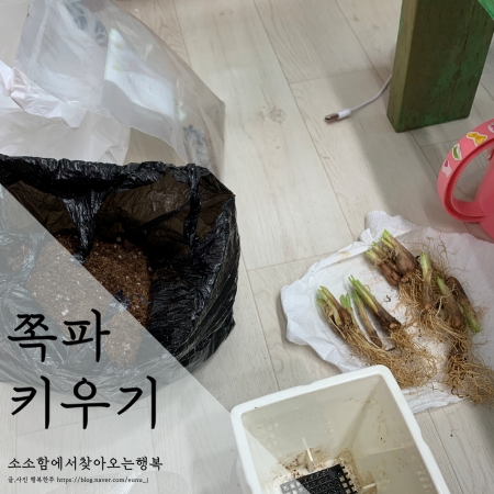  집에서 대파 키우기 대신 쪽파 키우기