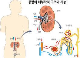 간호해부학 신장구조기능 콩팥 네프론단위 노폐물여과 전해질조절 비뇨기계공부