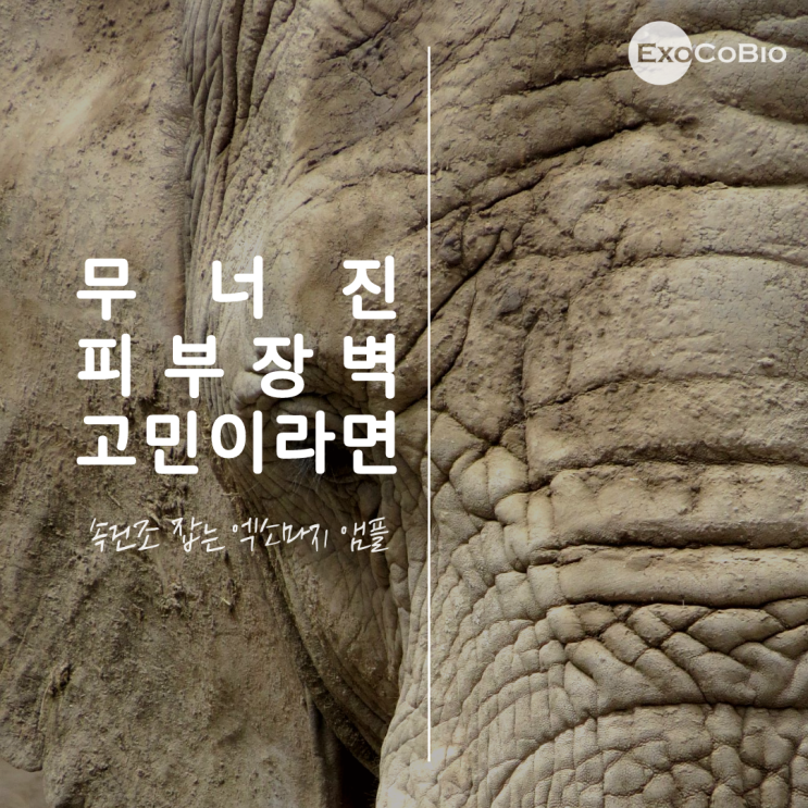 피부장벽 강화 엑소좀앰플 엑소마지TF