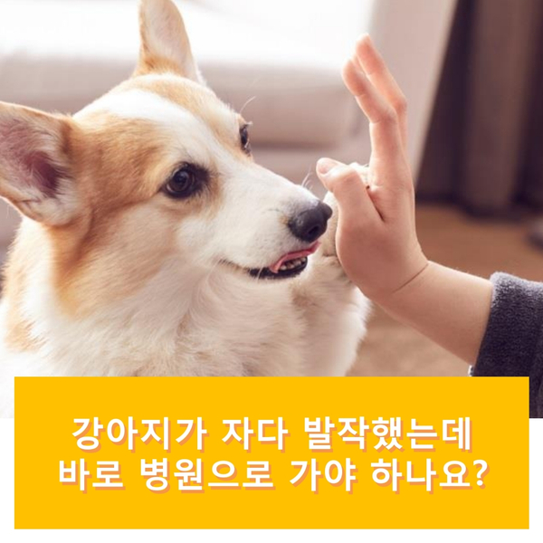  강아지가 자다가 발작했는데 바로 병원으로 가야 하나요?