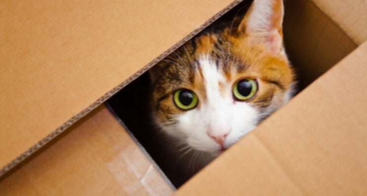 고양이들은 상자를 왜 좋아할까?