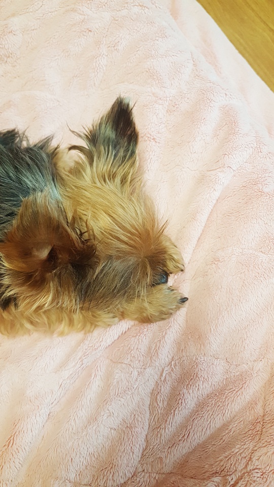  뽀뽀쟁이 강아지!