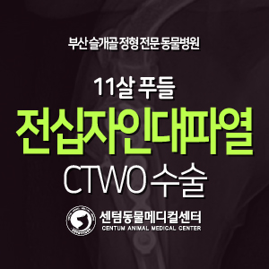  [치료 증례] 11살 / 푸들 / 전십자인대파열 / CTWO 수술 (부산 파행교정 전문 동물병원, 센텀동물메디컬센터)