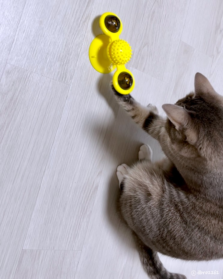 움직이는 고양이 장난감으로 고양이분리불안 완화시키기